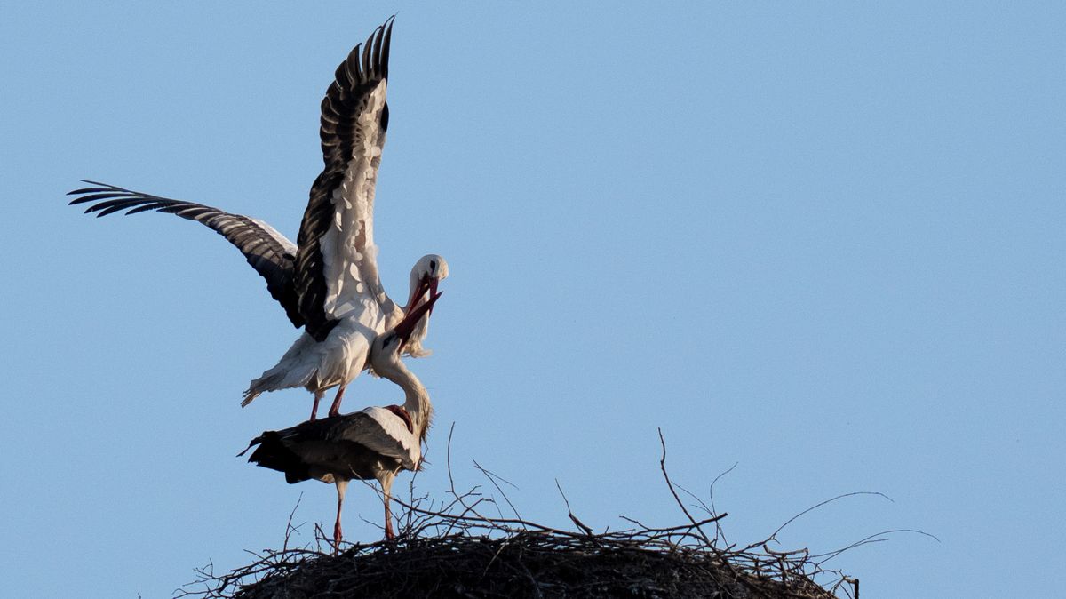 FOTO: Čápi se vracejí. V Česku už je obsazeno přes sto hnízd